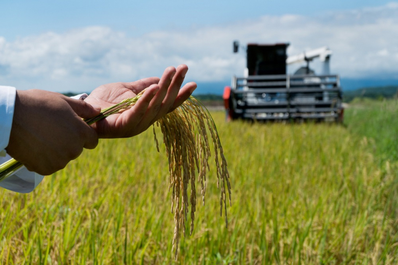 В Крыму впервые за 8 лет возобновили возделывание риса